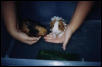 wet piggies
