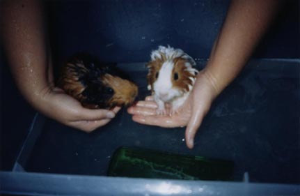 wet piggies