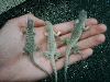Desert Iguanas