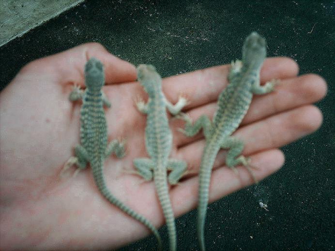 Desert Iguanas