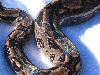 Calico or Motled Central American Female