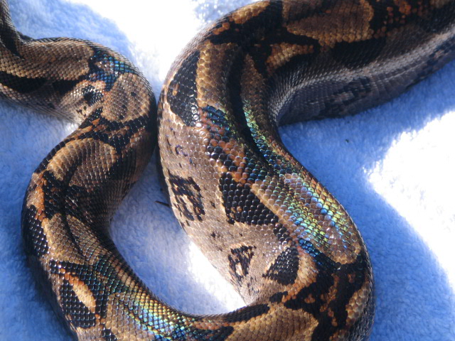 Calico or Motled Central American Female