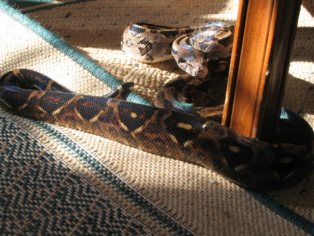 Calico or Motled Central American Female