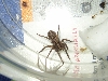 Unknown Spider