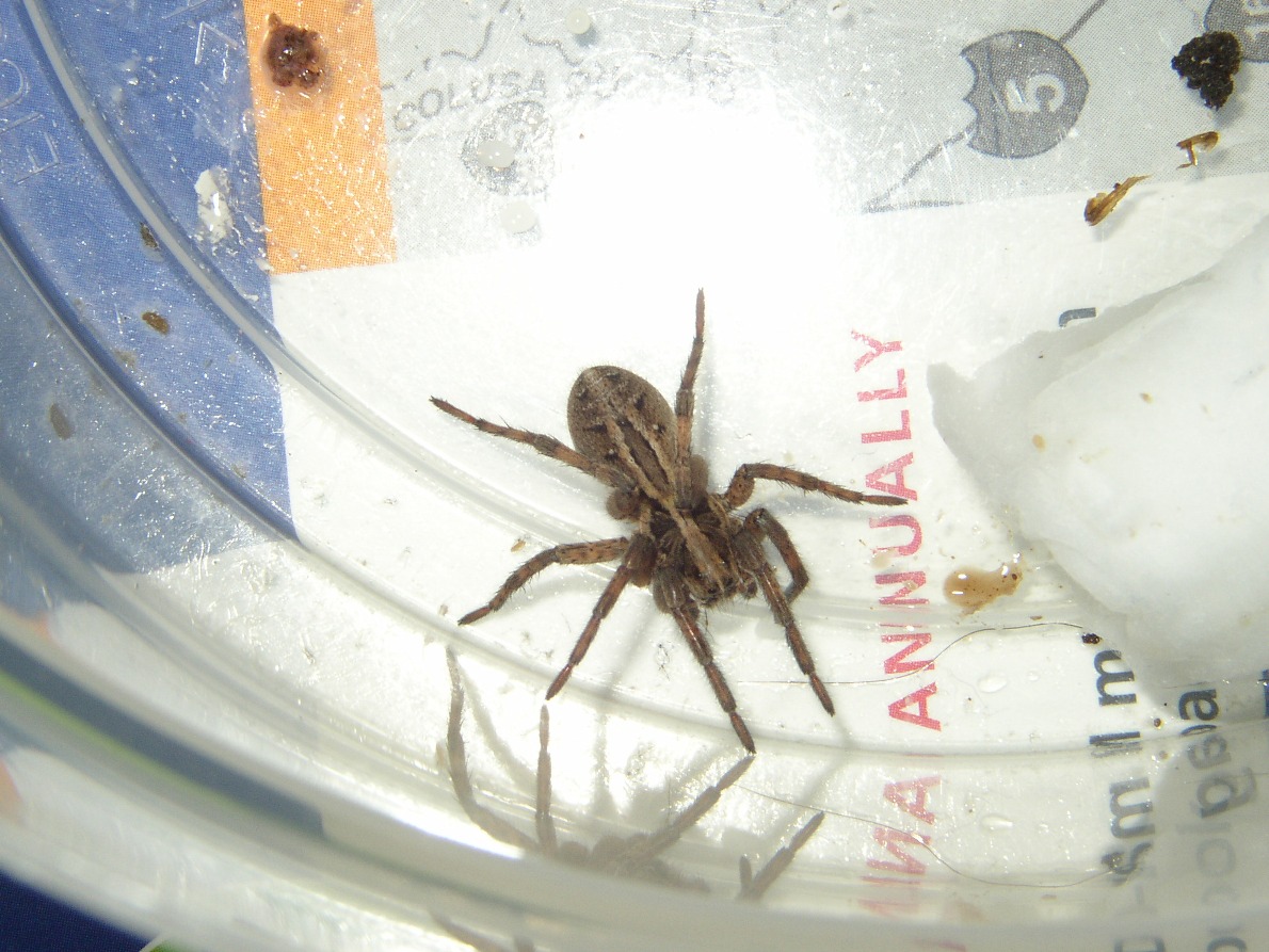 Unknown Spider