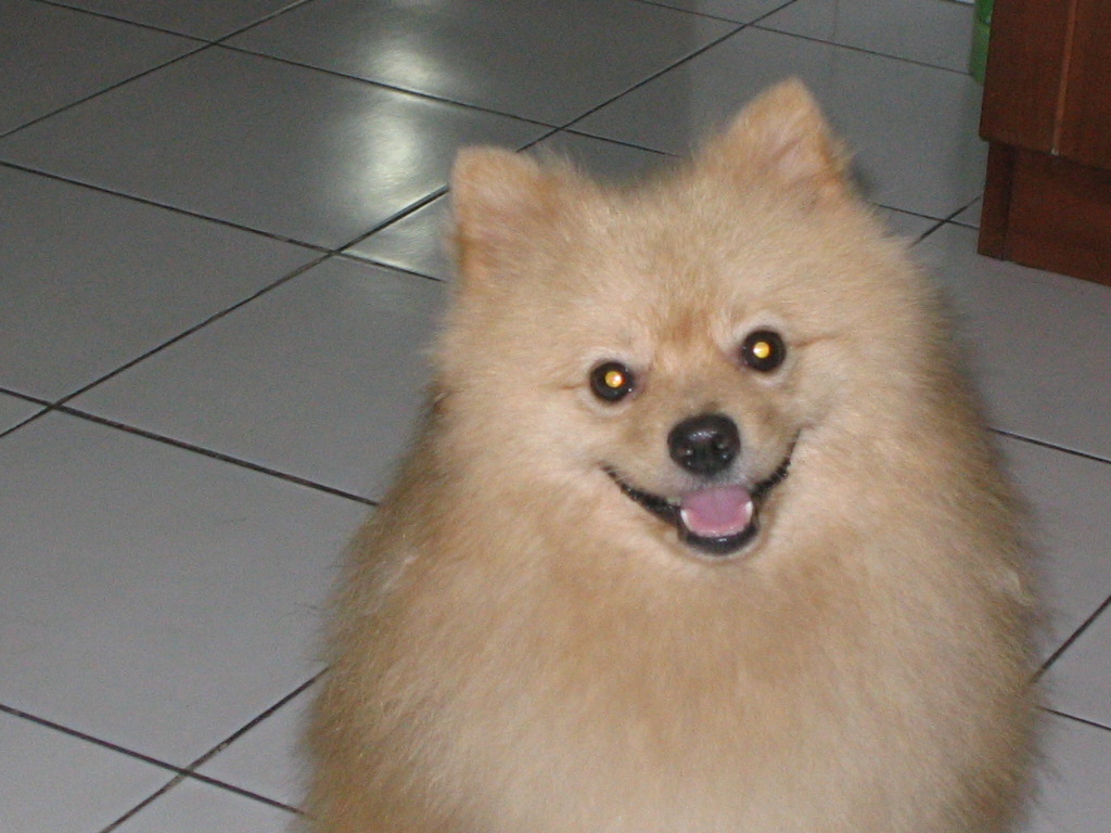 petto