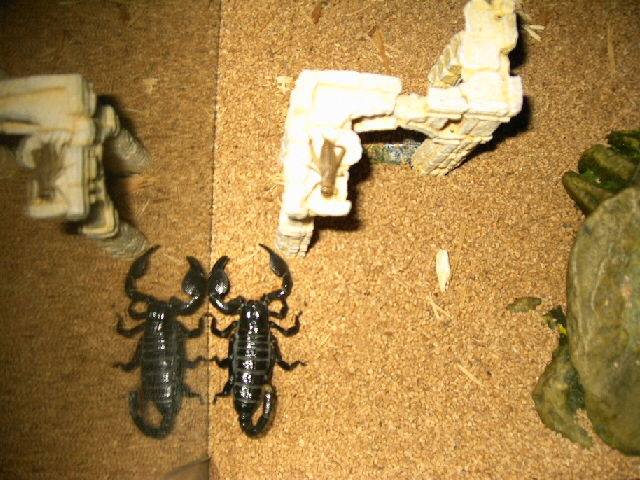 Nero and his Dinner 2