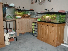My Herp area in my home