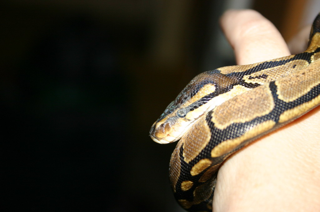Odin's Eye