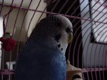 Luckys Last Picture