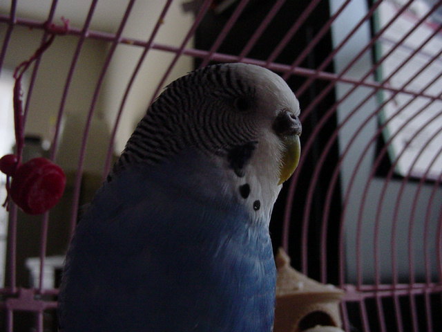 Luckys Last Picture