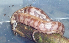 hatchling irian jaya jaguar