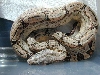 Boa