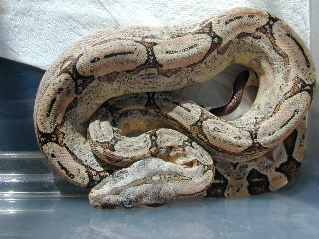 Boa