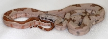 boa