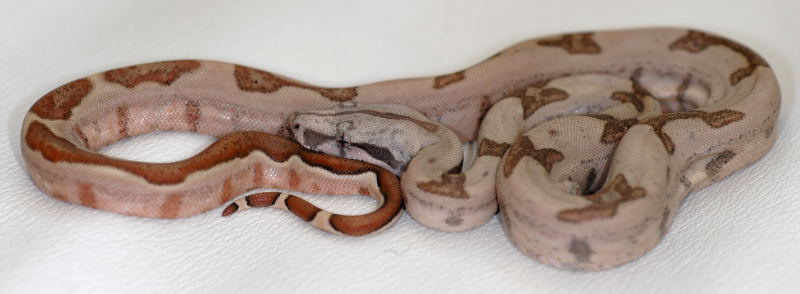 boa