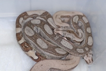 Boa