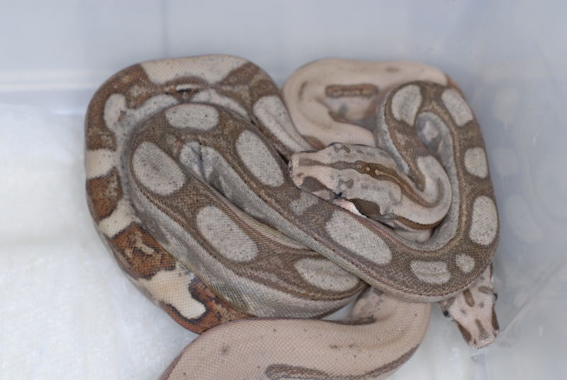 Boa