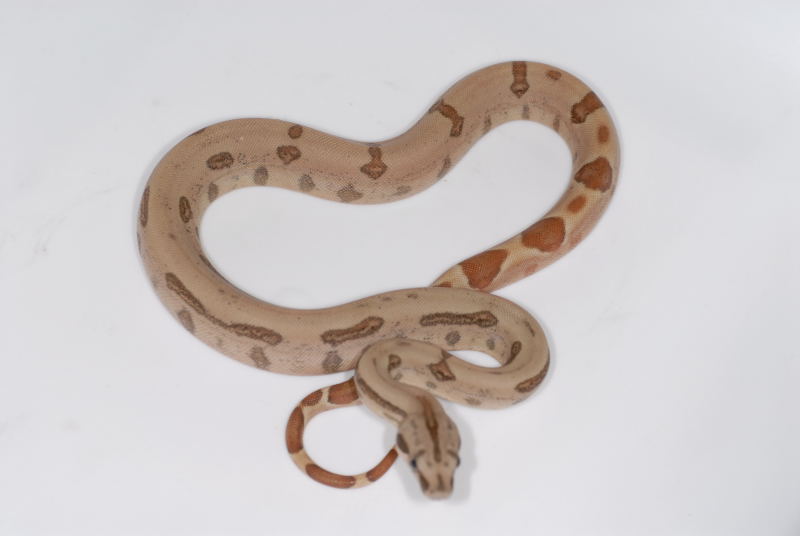 boa