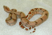 Boa