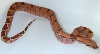 Boa