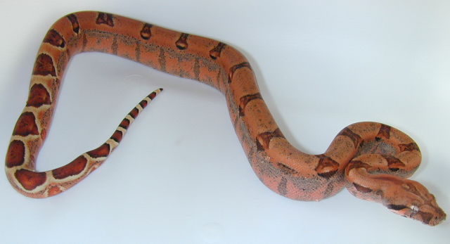 Boa