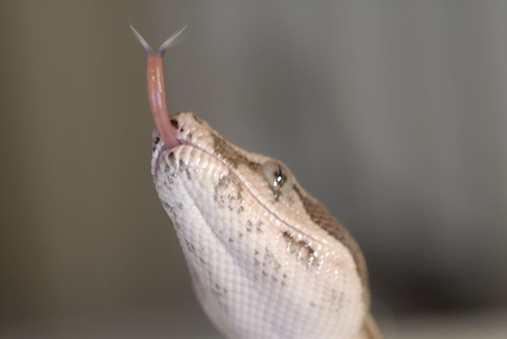 Boa