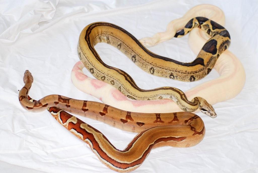 Trio