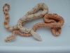 arabesque albino