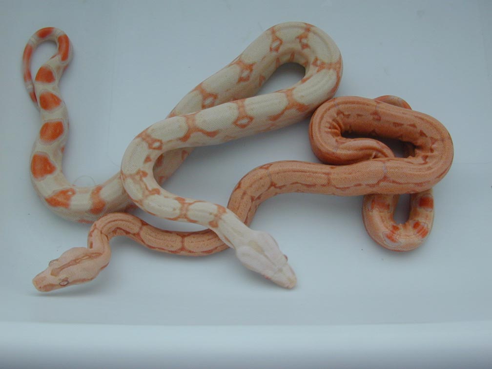 arabesque albino