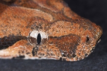 boa