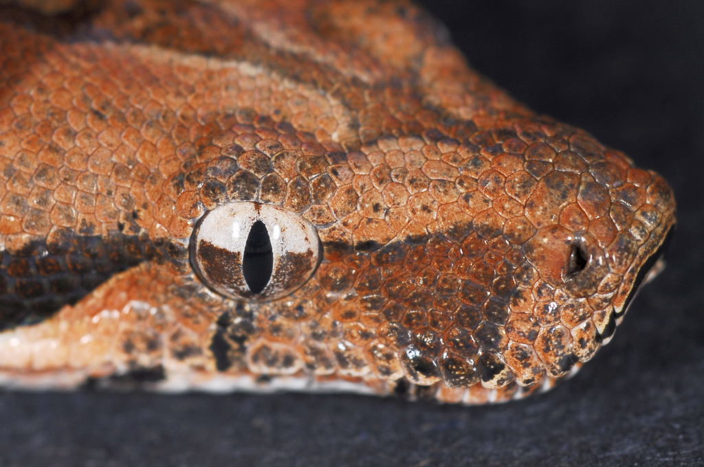 boa