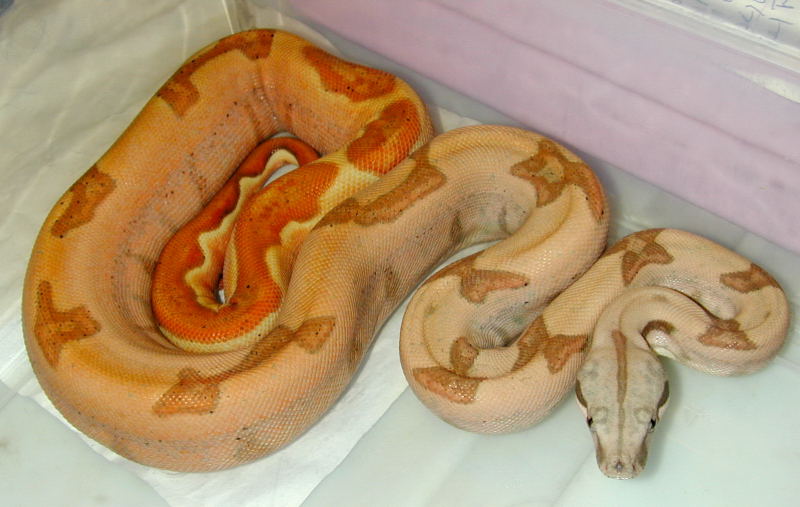 boa