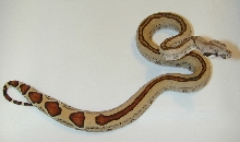 boa