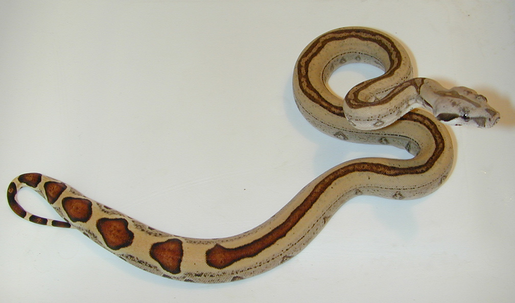 boa