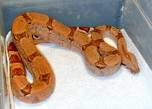 Boa