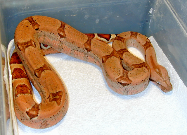 Boa