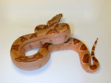 Boa