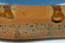 boa