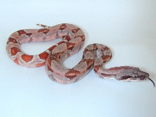 Boa