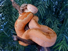 boa