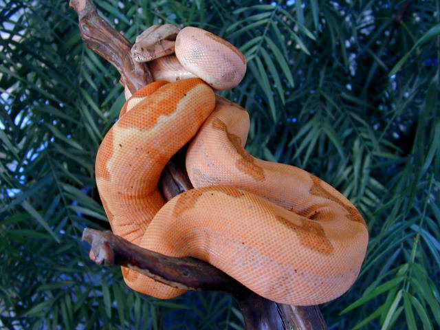 boa