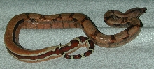 reverse hypo