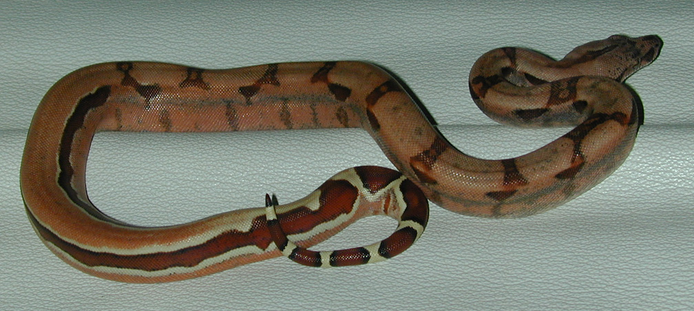 reverse hypo