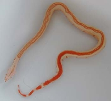 Jungle Albino