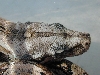 Boa