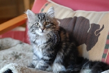 REGAL SIBERIAN CATTERY PRESENTS EDGAR