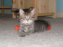 ELAN FROM REGAL SIBERIAN CATTERY