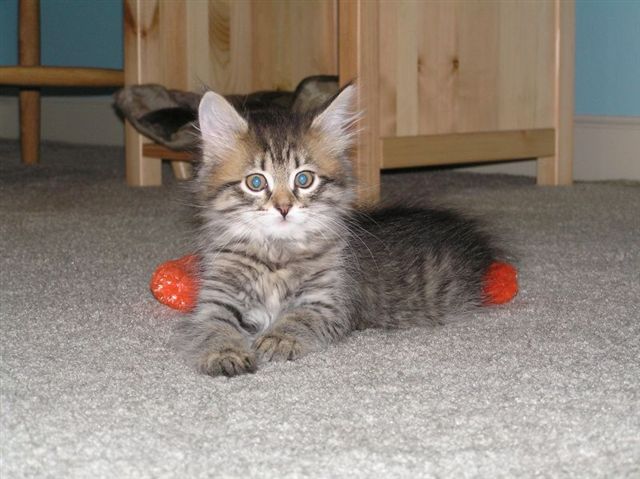 ELAN FROM REGAL SIBERIAN CATTERY