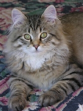 EVAN FROM REGAL SIBERIAN CATTERY